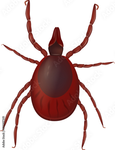 Realistic vector illustration of the Ixodida or ticks. Ixodes scapularis known as the deer tick or black-legged tick. 
