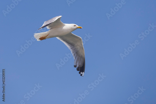 Seagull flies in the sky 