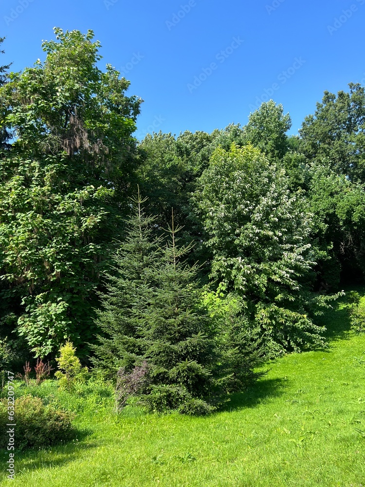 Obraz premium trees in the park