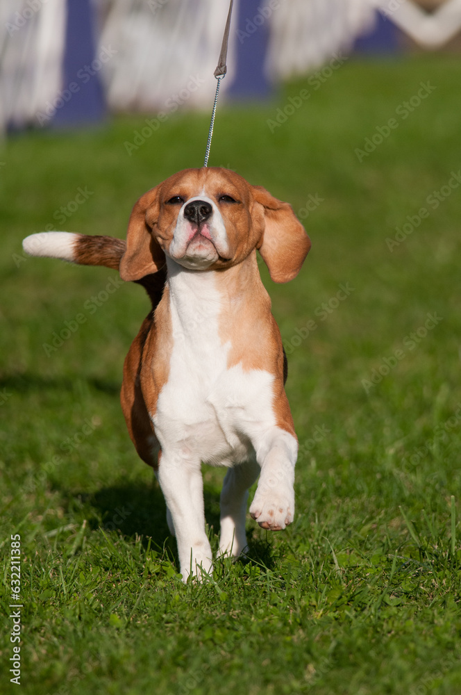 Beagle prancing towards the camera
