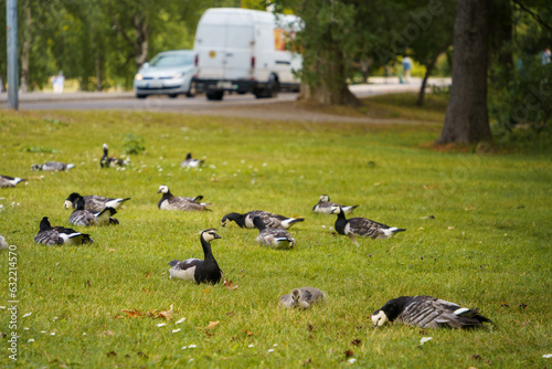 Group of barnacle goose (Branta leucopsis) in the park. Helsinki, Finland.