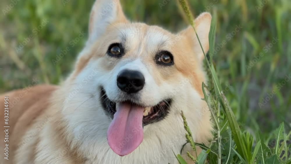 Cute little corgi walks outdoor Cute little corgi walks outdoor