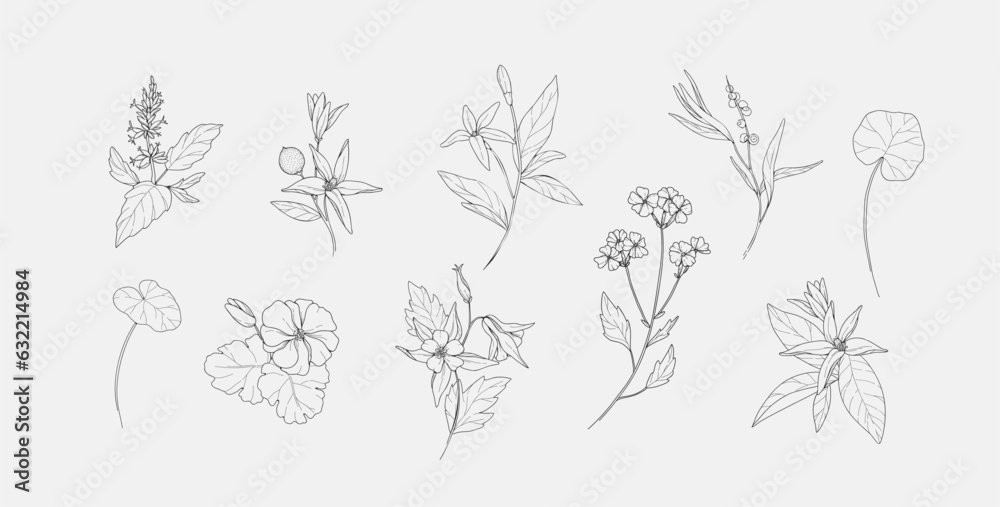 Fototapeta premium Vector hand drawn cosmetic herbs set. Vintage trendy botanical elements. Hand drawn line leaves branches and blooming. Vector trendy
