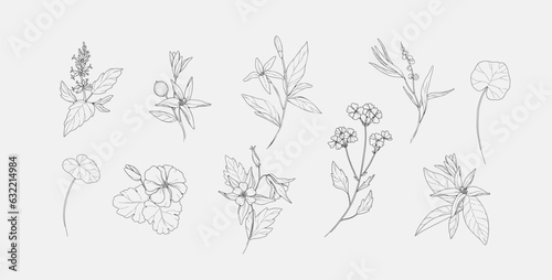 Fotomurale Vector hand drawn cosmetic herbs set