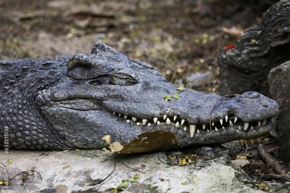 Fototapeta premium The crocodile is sleep and rest on the garden