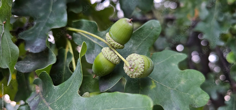 Acorns close-up on an oak tree Acorns close-up on an oak tree