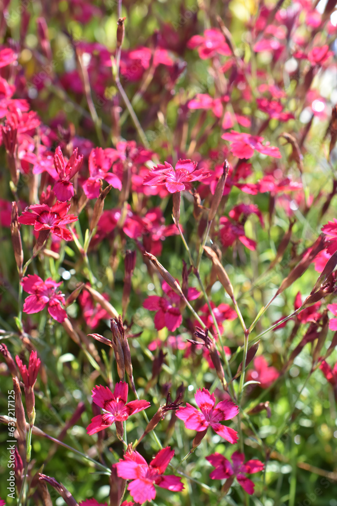 Dianthus deltoides the maiden pink flowering in a garden Dianthus deltoides the maiden pink flowering in a garden