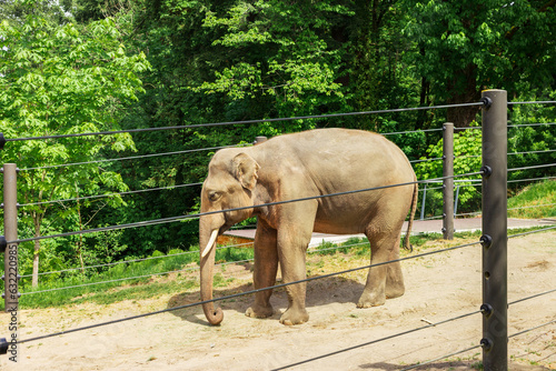 A Captivating Sight of the Asian Elephant in Zoo