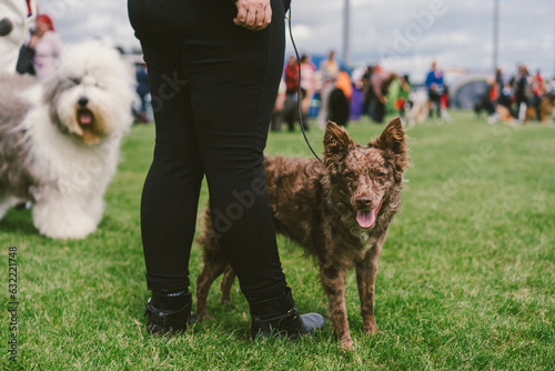 Mudi at a Dog Show