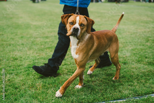 Portuguese Pointer at a Dog Show