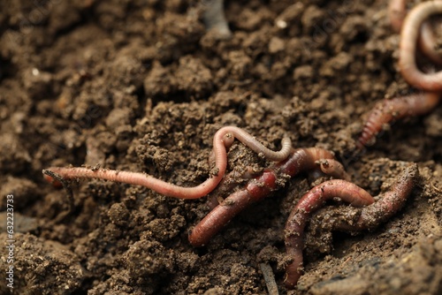 Many worms crawling in wet soil, closeup