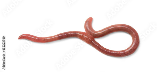 One earthworm isolated on white  top view. Terrestrial invertebrates