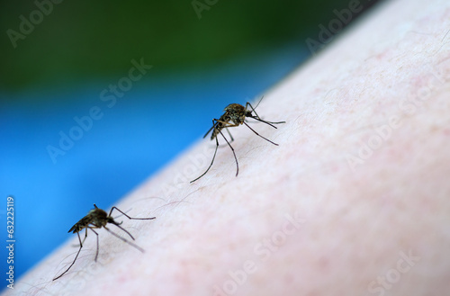 Two Mosquitoes attempt to suck blood © Roman Ivaschenko