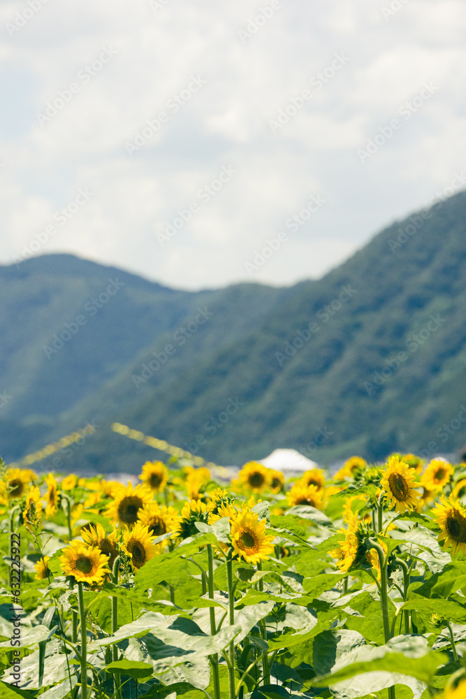 Fototapeta premium ひまわりの花畑