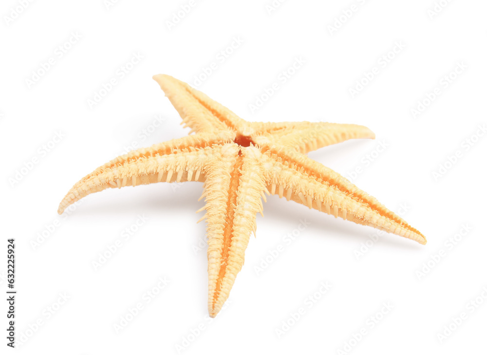 Beautiful sea star (starfish) isolated on white Beautiful sea star (starfish) isolated on white