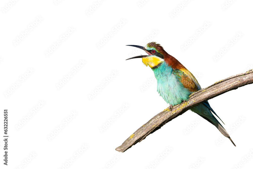 bee eater on branche isolated