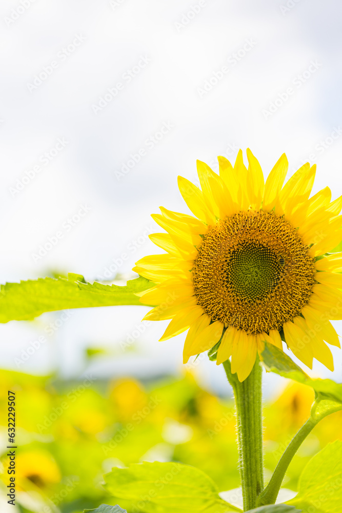 Fototapeta premium ひまわりの花畑