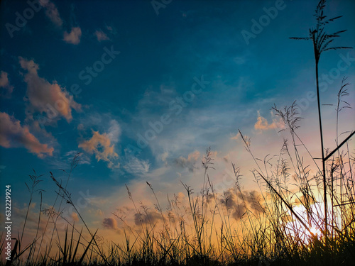 sunset in the field