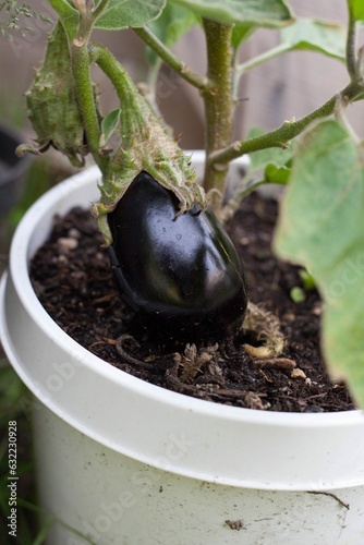 harvest fresh eggplant in pot garden