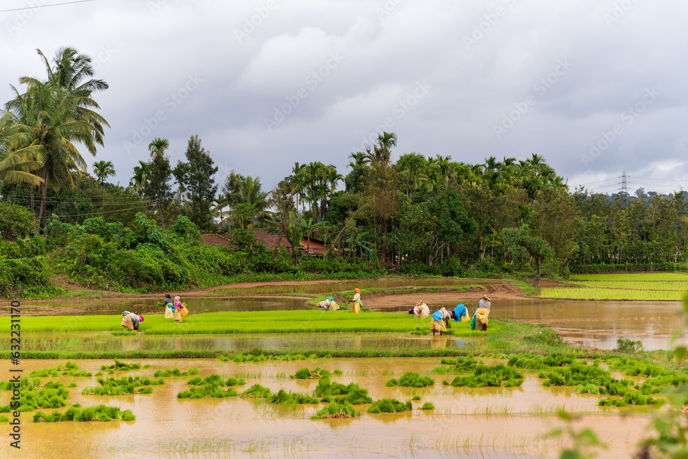 Women are working in agricultural land chikkamagaluru, India - 7th august 2023 