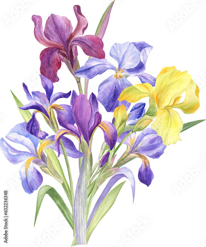 Watercolor illustration of the bouquet of the purple and yellow irises on transparent. For greeting cards, invitations, postcards, mugs, notepads. Fine botanical painting of the beautiful flowers
