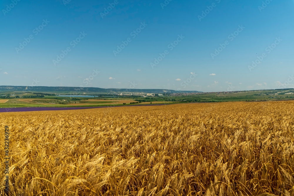 Naklejka premium Wheat field and blue sky