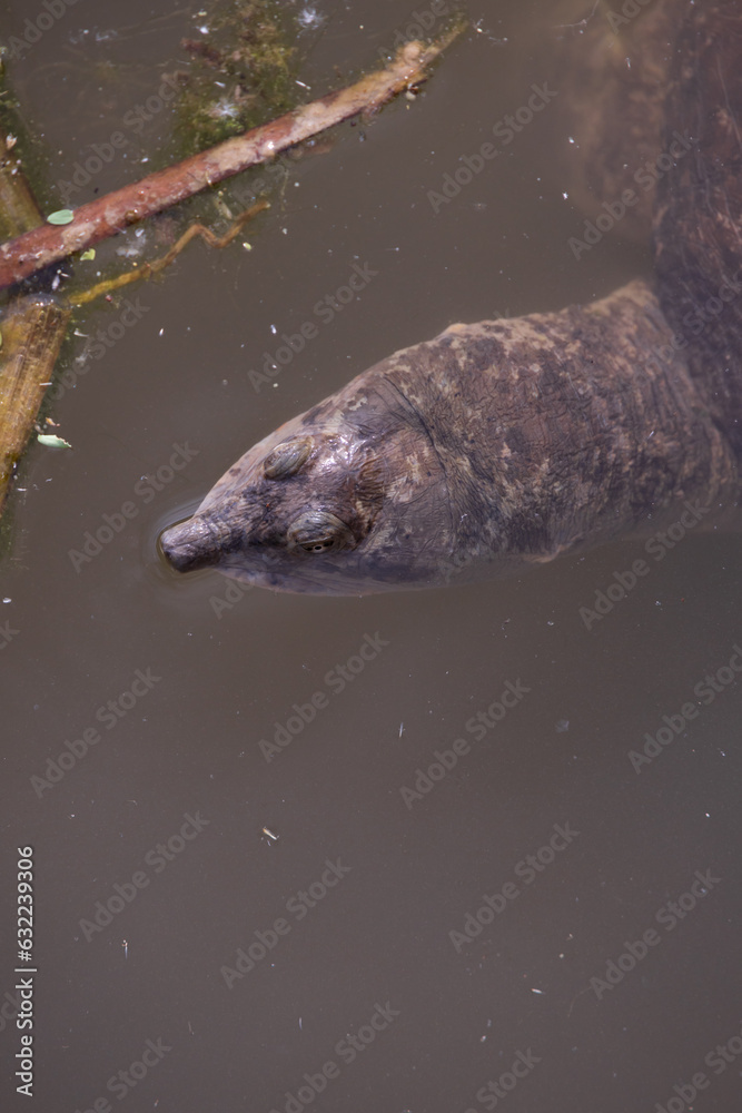 Obraz premium Turtle head in water