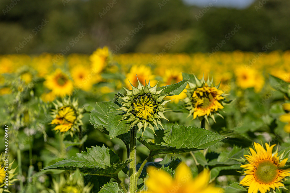 An abundance of sunflowers in summertime, with a shallow depth of field An abundance of sunflowers in summertime, with a shallow depth of field