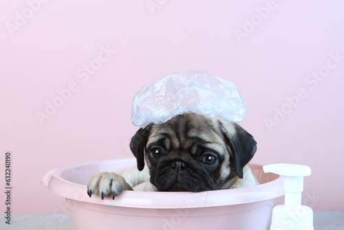 Pug is bathing. Puppy takes water treatments in pink basin. Cap on dog's head. Pink background. Concept of hygiene in animals.Copy space. © Alla