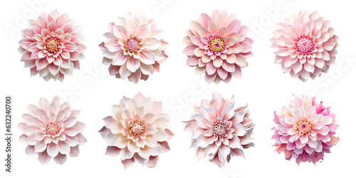 eight pink dahlias, flowers on a white background, vector images, 3d flowers, flowers for stickers, flower stickers set