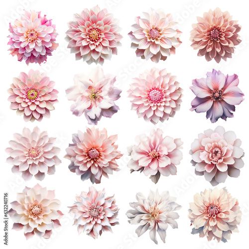 sixteen large pink flowers on white background, dahlia and clematis flowers, pink family flowers, pink beautiful flowers, flowers only, flowers for stickers, ai generative  © Виктория Кацевич