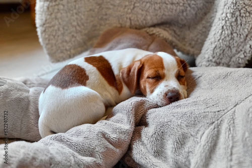 Fototapeta Cute jack russell dog terrier puppy sleeping on gray pillow