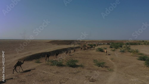 Aerial view of cows and camels drinking water in a lake Semera Ethiopia photo