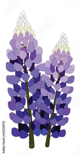 Blue Lupine Flowers