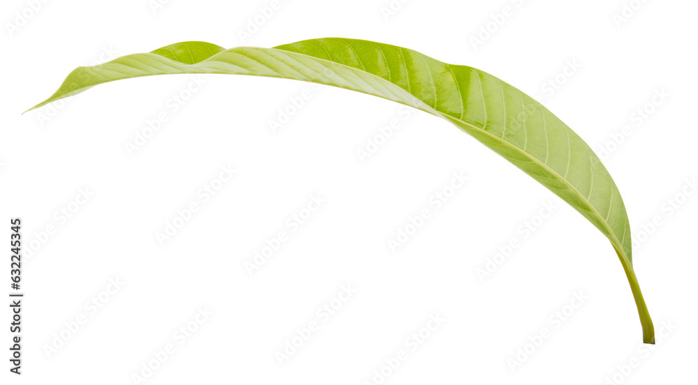 Mango leaf side view for decoration Mango leaf side view for decoration
