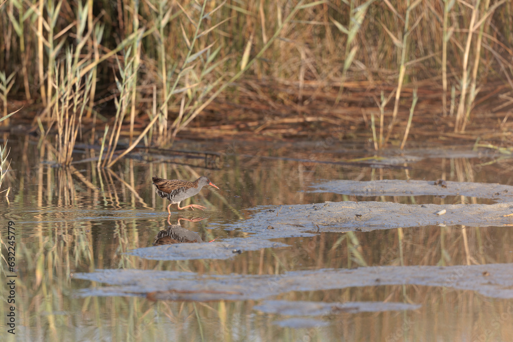 Water Rail Rallus aquaticus wading in a swamp in Brittany, France Water Rail Rallus aquaticus wading in a swamp in Brittany, France