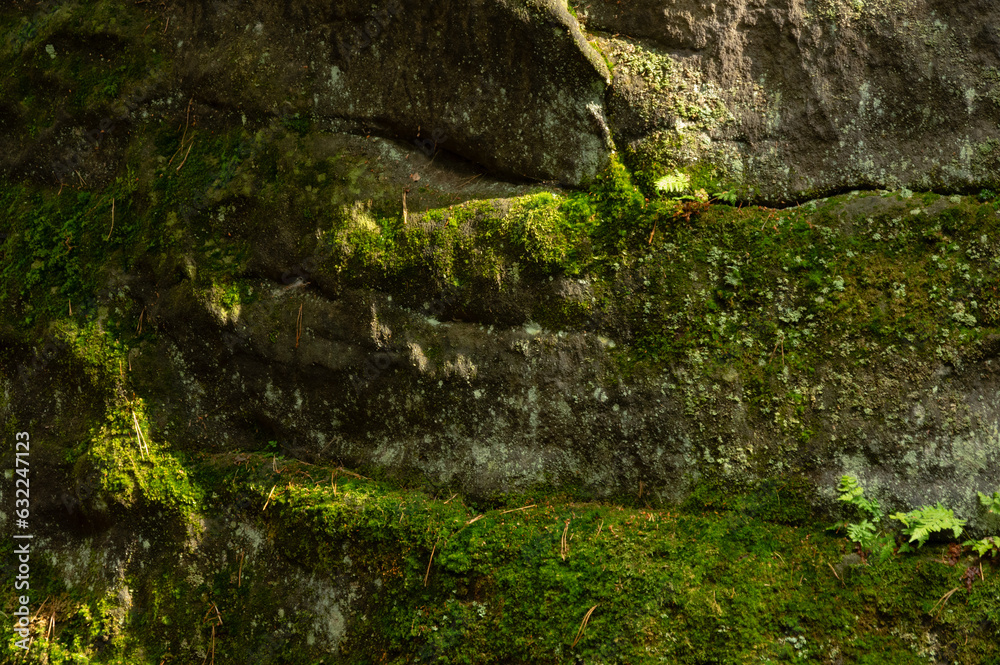 Closeup of fern and moss coverd sandstone rocks in Prachov Rocks, Bohemian Paradise, Czech Republic