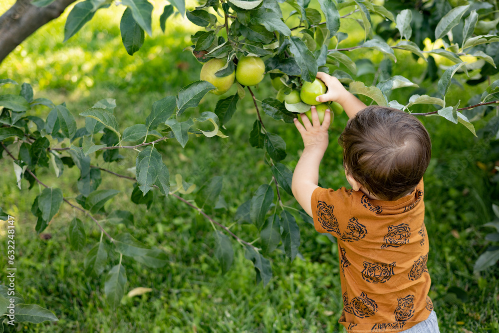 A little boy picks apples from a tree in the garden. Back view A little boy picks apples from a tree in the garden. Back view
