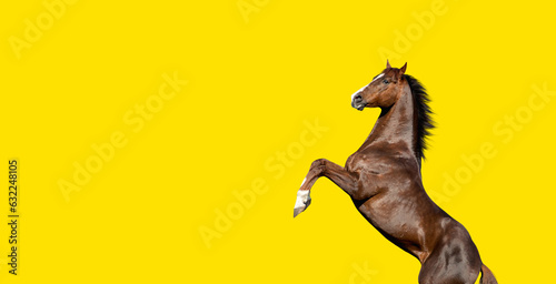 English thoroughbred bay horse rearing up, isolated on yellow background photo