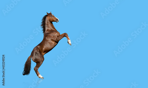 Fotografie English thoroughbred horse rearing up, isolated on blue background