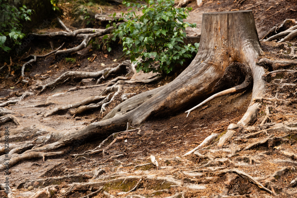 Dry treestumps and roots in European forest, Prachov Rocks, Bohemian Paradise, Czech Republic Dry treestumps and roots in European forest, Prachov Rocks, Bohemian Paradise, Czech Republic