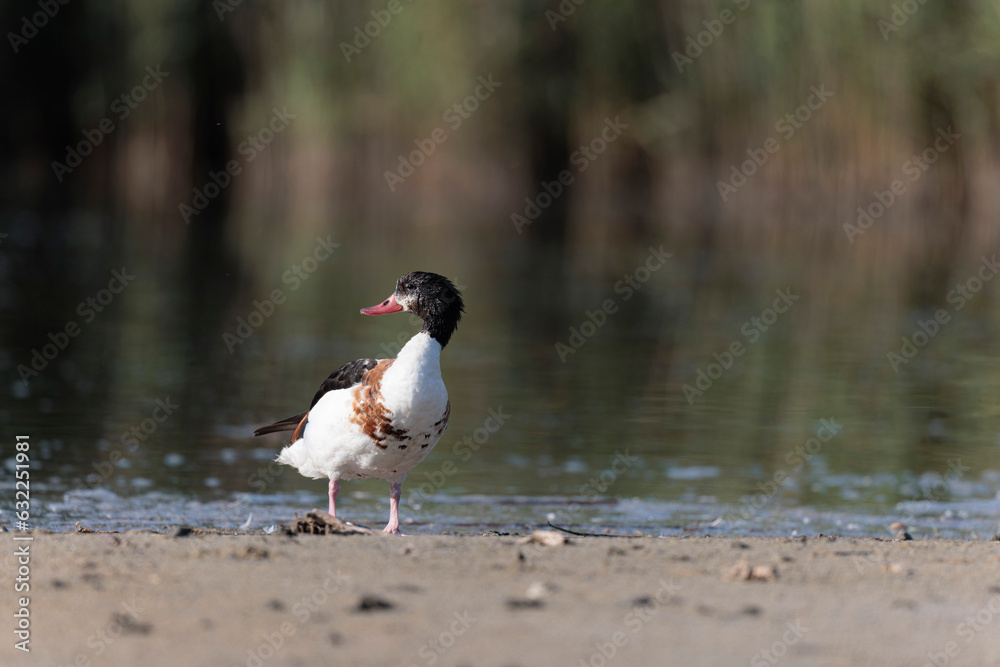 common shelduck Tadorna tadorna in a swamp in Brittany, France common shelduck Tadorna tadorna in a swamp in Brittany, France