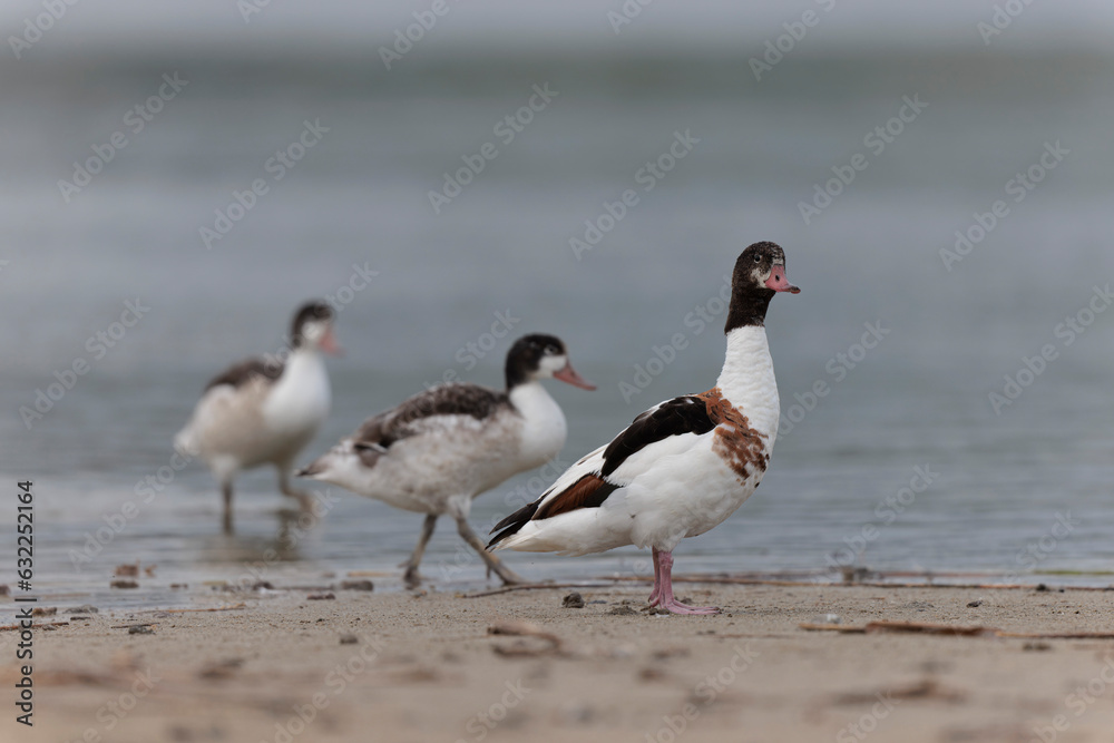 common shelduck Tadorna tadorna in a swamp in Brittany, France common shelduck Tadorna tadorna in a swamp in Brittany, France