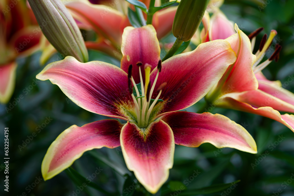 Fototapeta premium lilium Avalon Sunset (jardin du ruisseau de l'église 2023) 