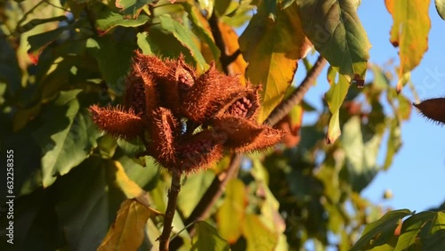 urucum Fruta do colorau  balanço suavemente com a brisa. Fruta tropical das Américas. Frutas tradicionalmente usada pelos indígenas como tinta photo