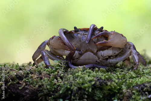 A field crab is preying on an earthworm by the river. This animal has the scientific name Parathelphusa convexa. photo