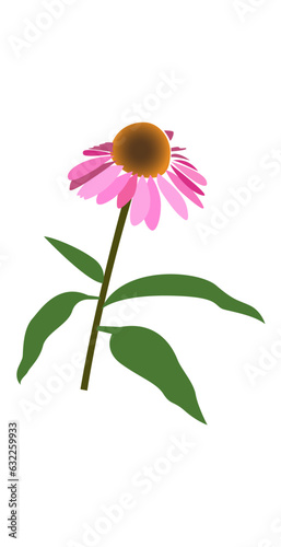 Echinacea Vector Art / Illustration