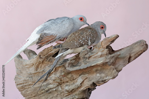 A pair of diamond doves are resting on a weathered tree trunk. This bird, which has a native habitat on the Australian continent, has the scientific name Geopelia cuneata. photo