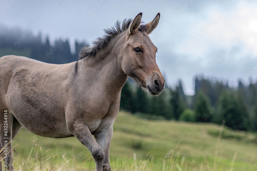A mule on an alpine mountain pasture in summer at a rainy day outdoors A mule on an alpine mountain pasture in summer at a rainy day outdoors