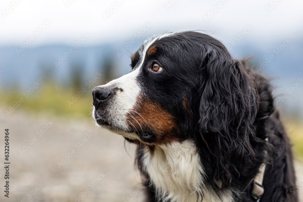 Head portrait of a bernese mountain mongrel dog outdoors at a rainy summer day